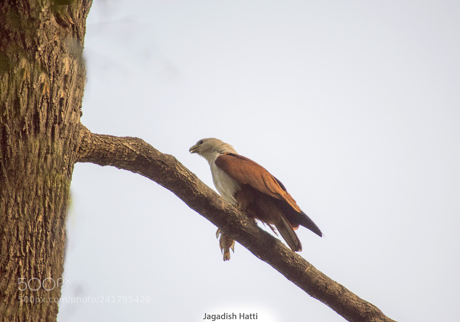 Nikon D3200 sample photo. Brahminikite photography