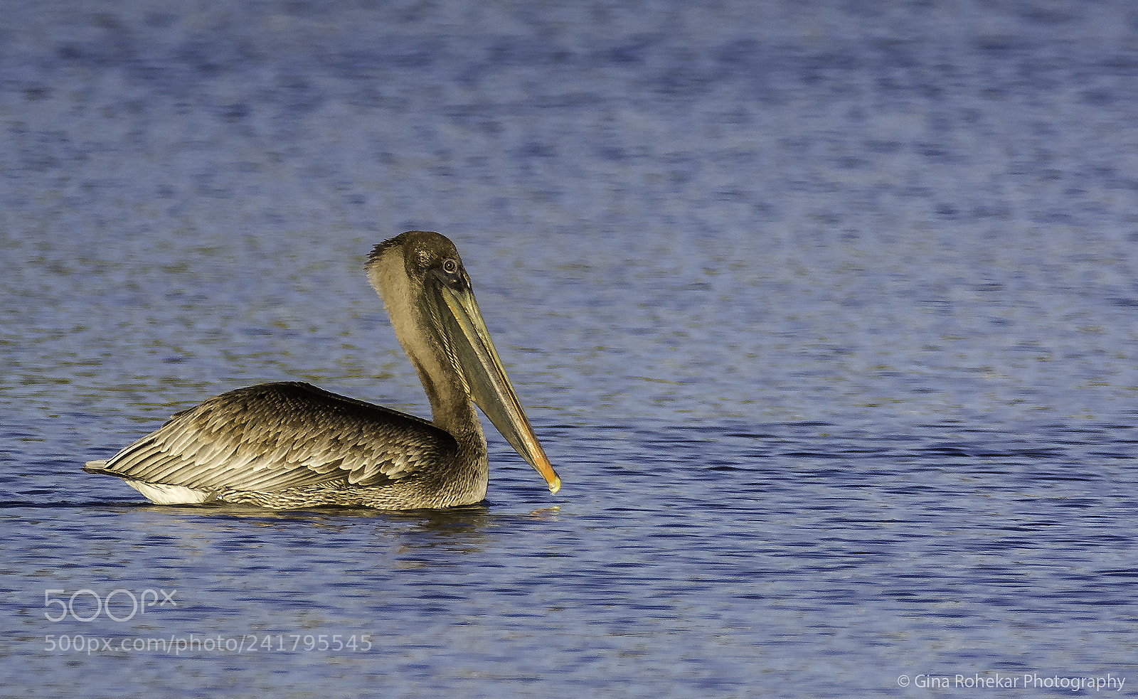 Nikon D7100 sample photo. Brown pelican (juvenile) photography
