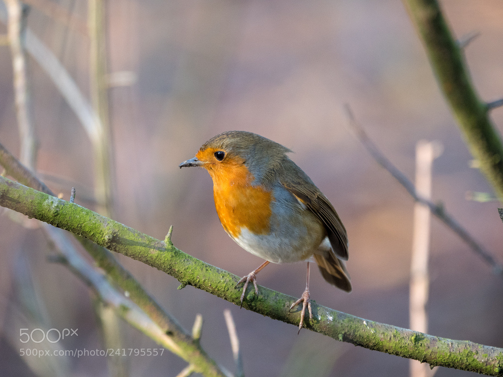 Panasonic Lumix DC-GH5 sample photo. Robin on a branch photography