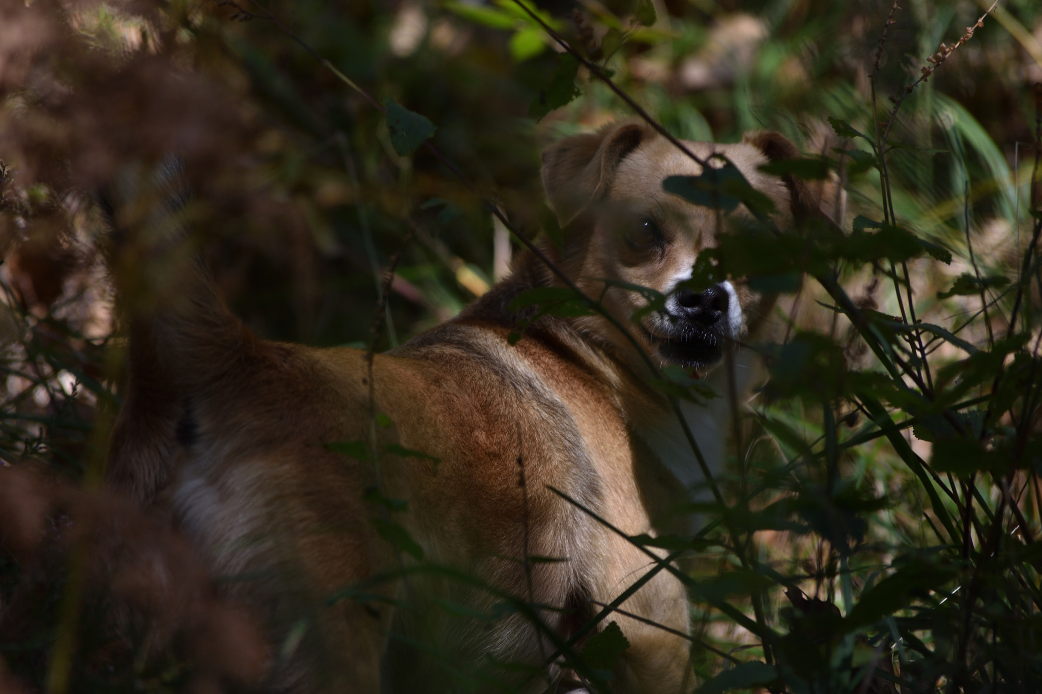 Nikon D3400 sample photo. Dog as a tiger (pt.2) photography