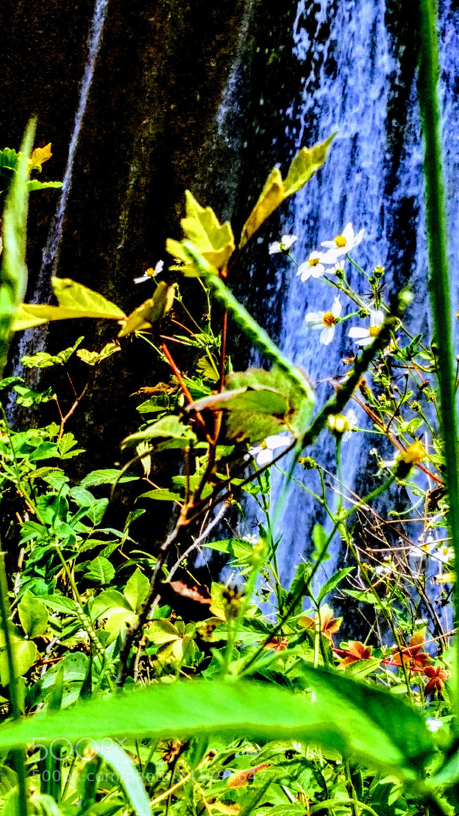 Samsung Galaxy S5 sample photo. Waterfall with flowers photography