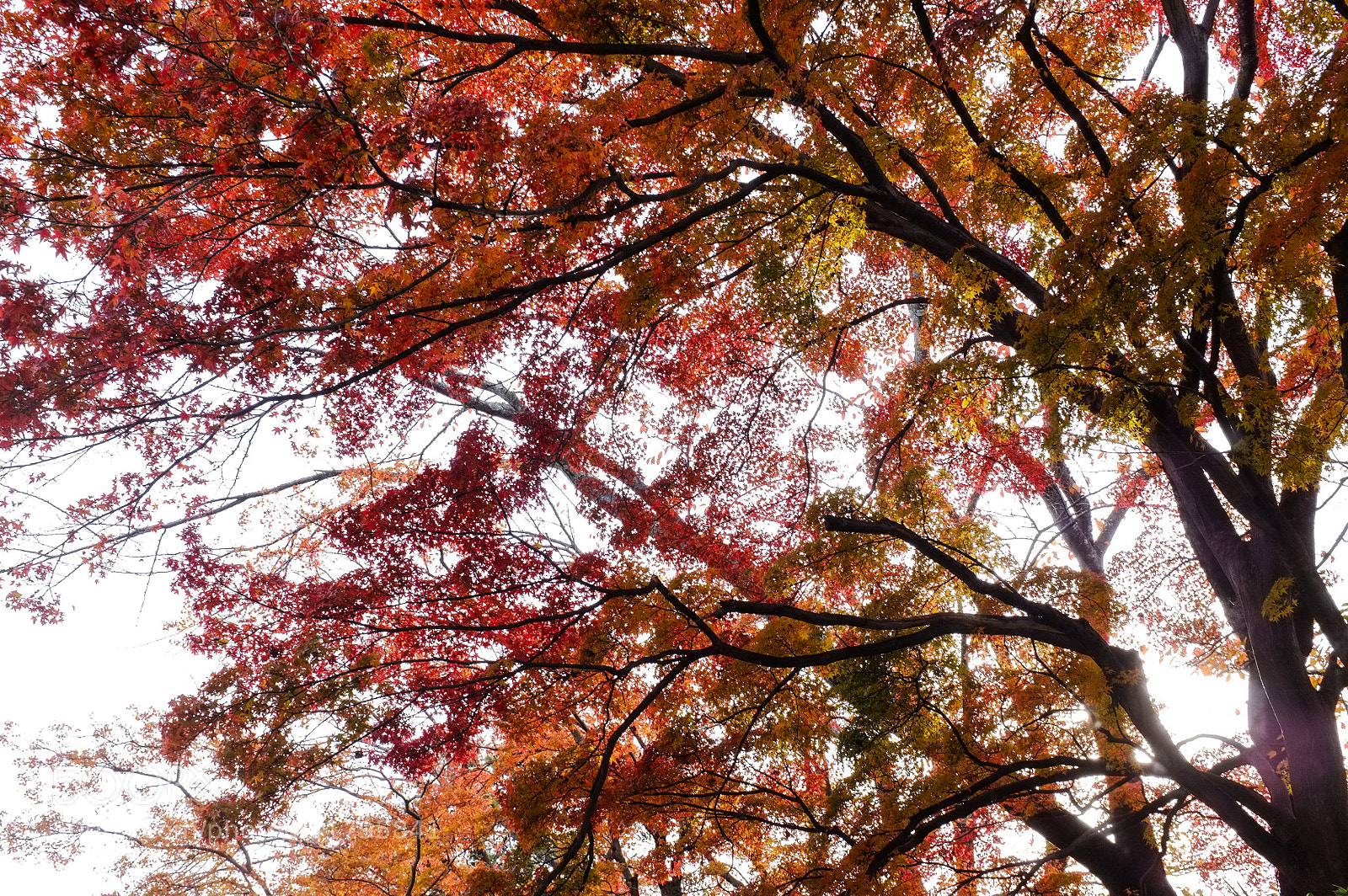 Fujifilm FinePix X100 sample photo. Autumn ink photography