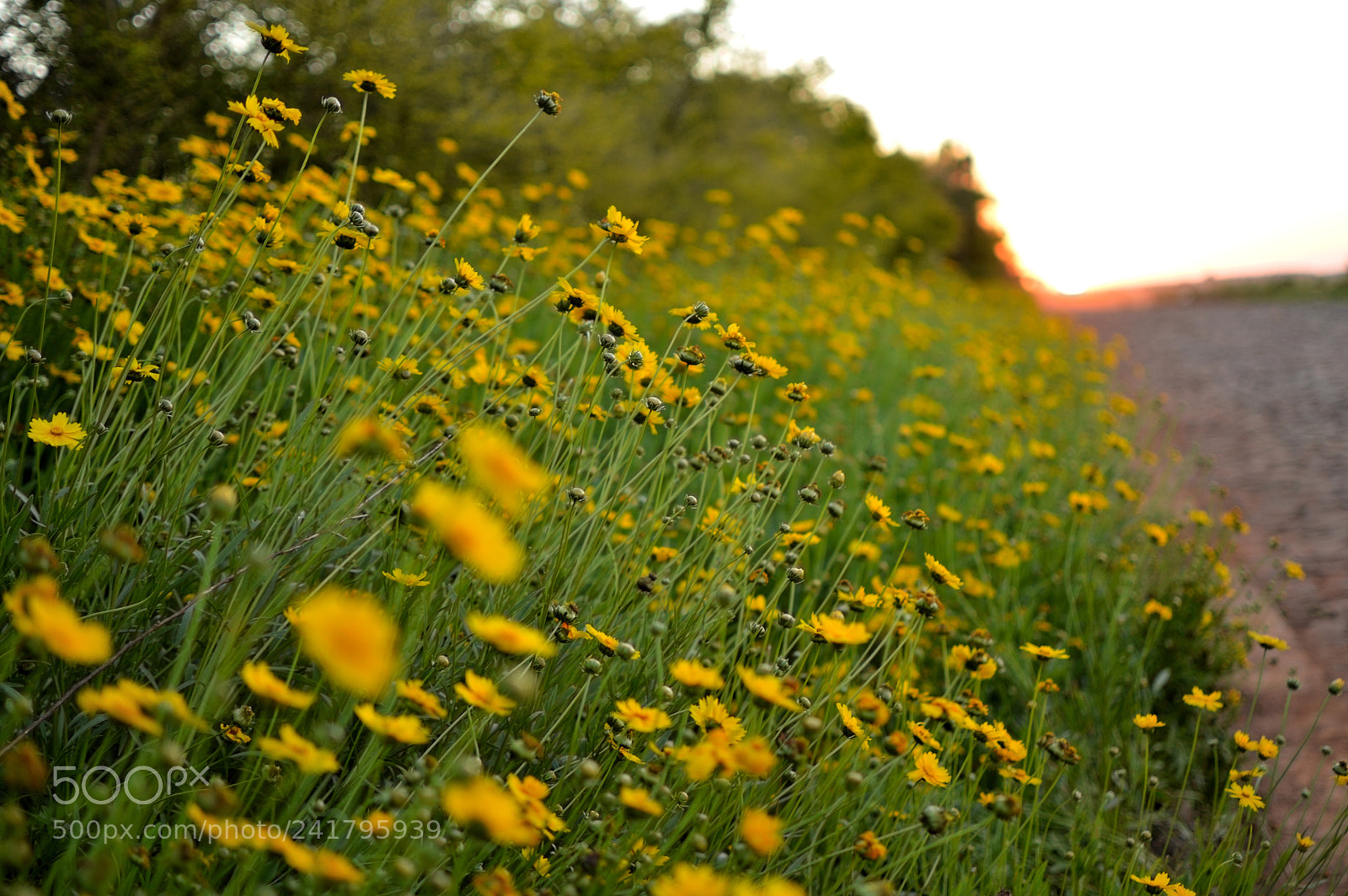 Nikon D3200 + Nikon AF-S DX Nikkor 35mm F1.8G sample photo. Flores a la orilla photography
