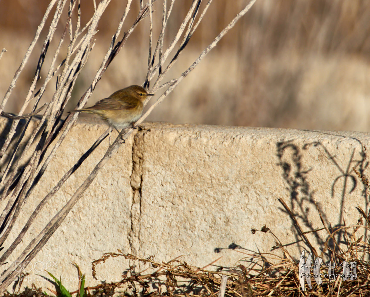 Olympus OM-D E-M1 Mark II sample photo. Mosquitero photography