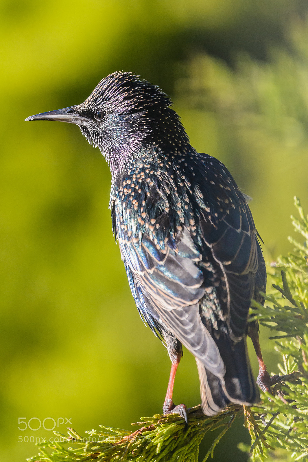 Nikon D4S sample photo. Starling photography