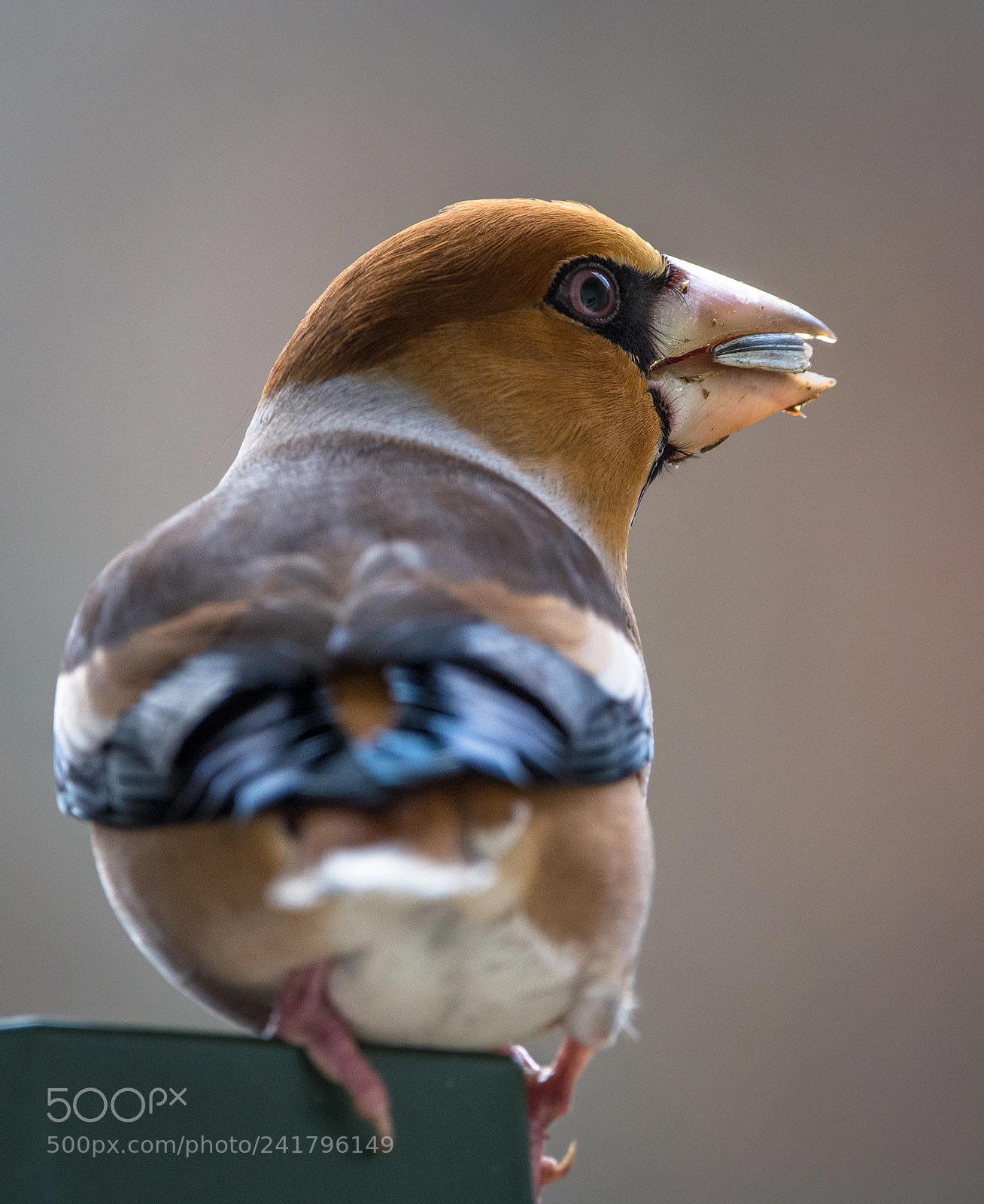 Nikon D7100 sample photo. Hawfinch photography