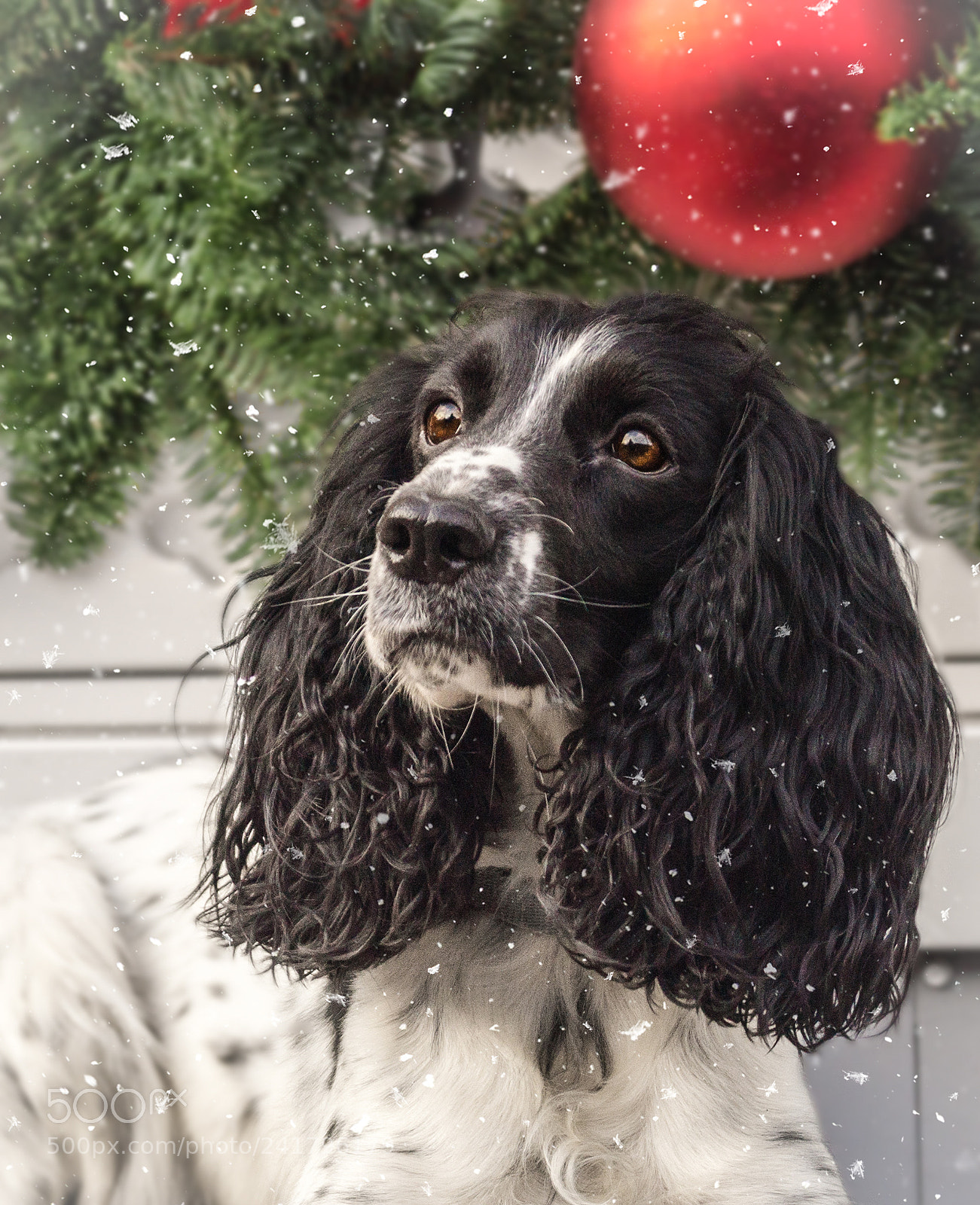 Sony SLT-A57 sample photo. Beautiful  spaniel photography