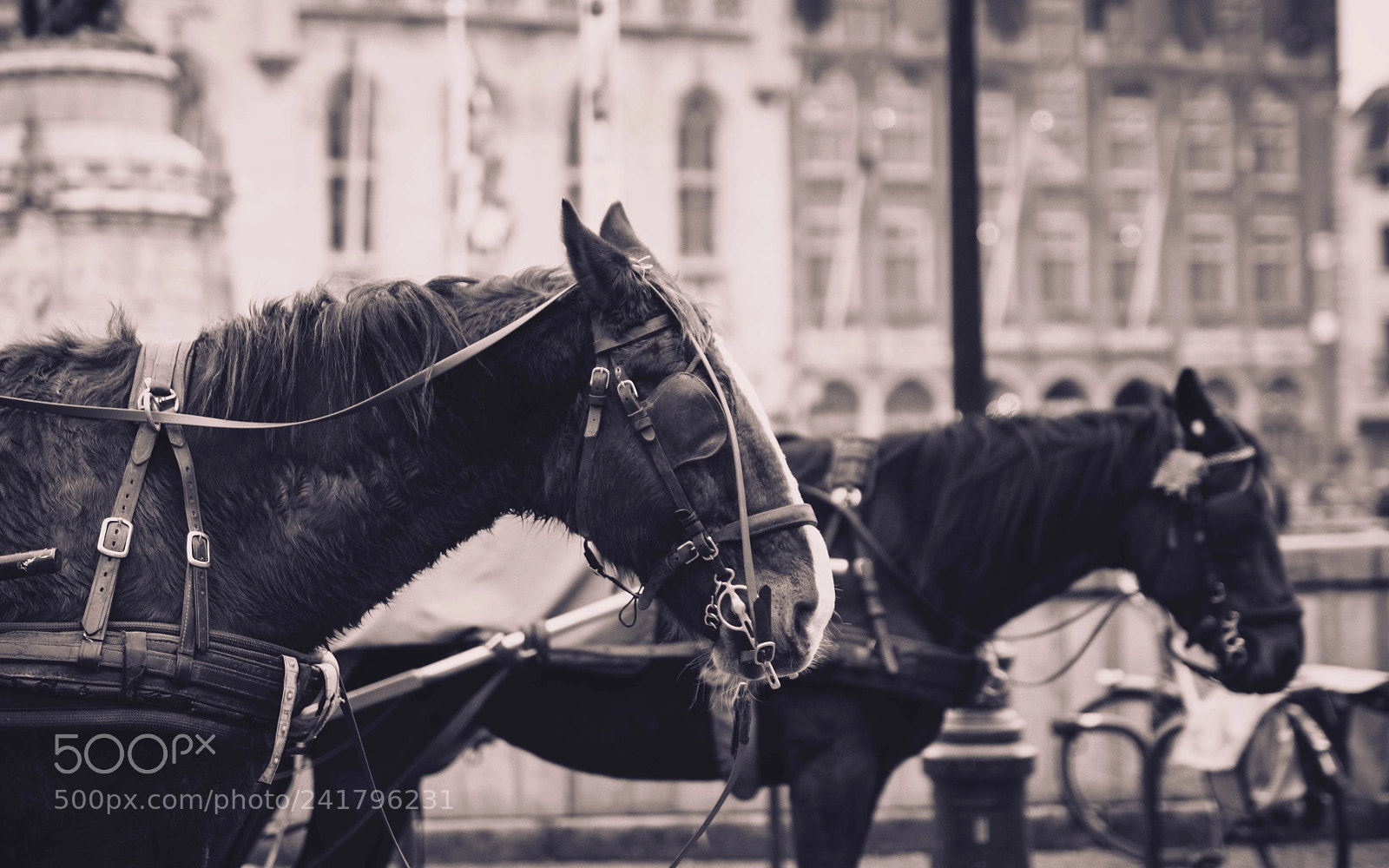 Nikon D7100 sample photo. Horses photography