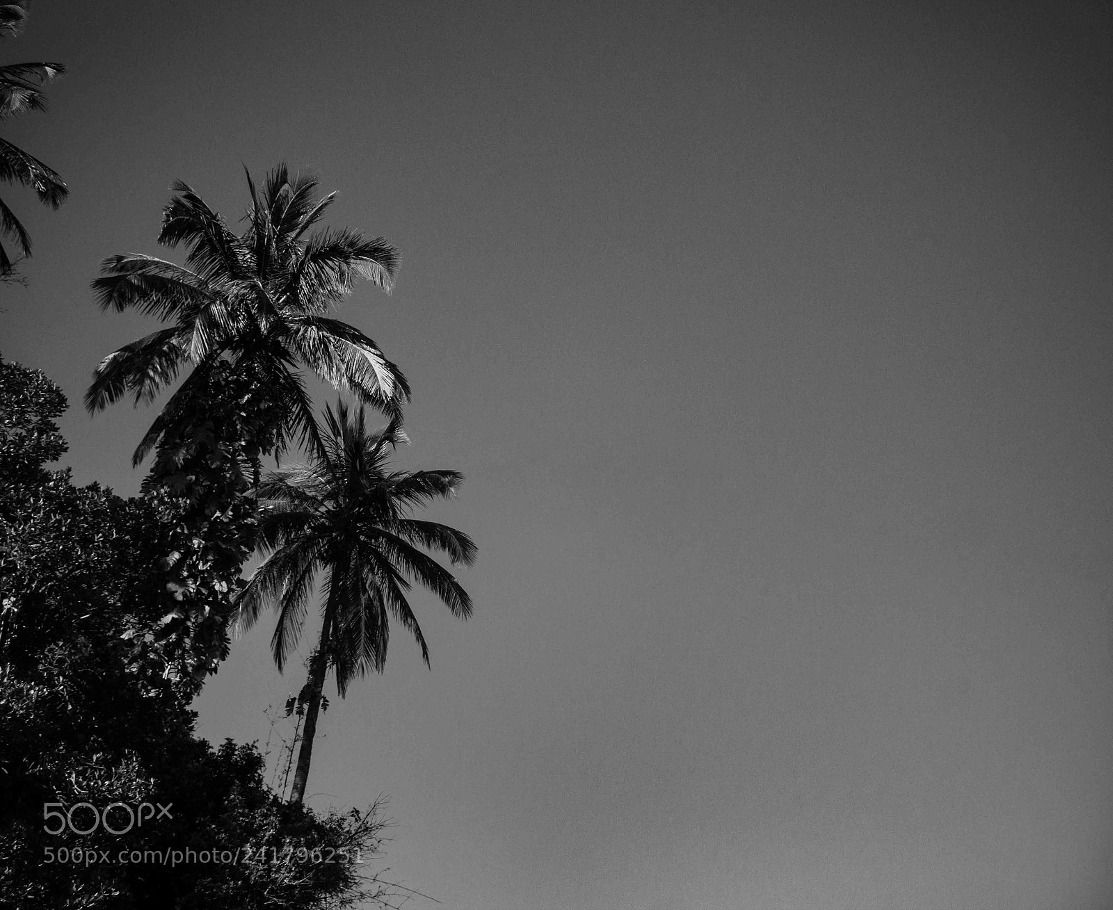 Canon EOS 1200D (EOS Rebel T5 / EOS Kiss X70 / EOS Hi) sample photo. Bw palm tree photography