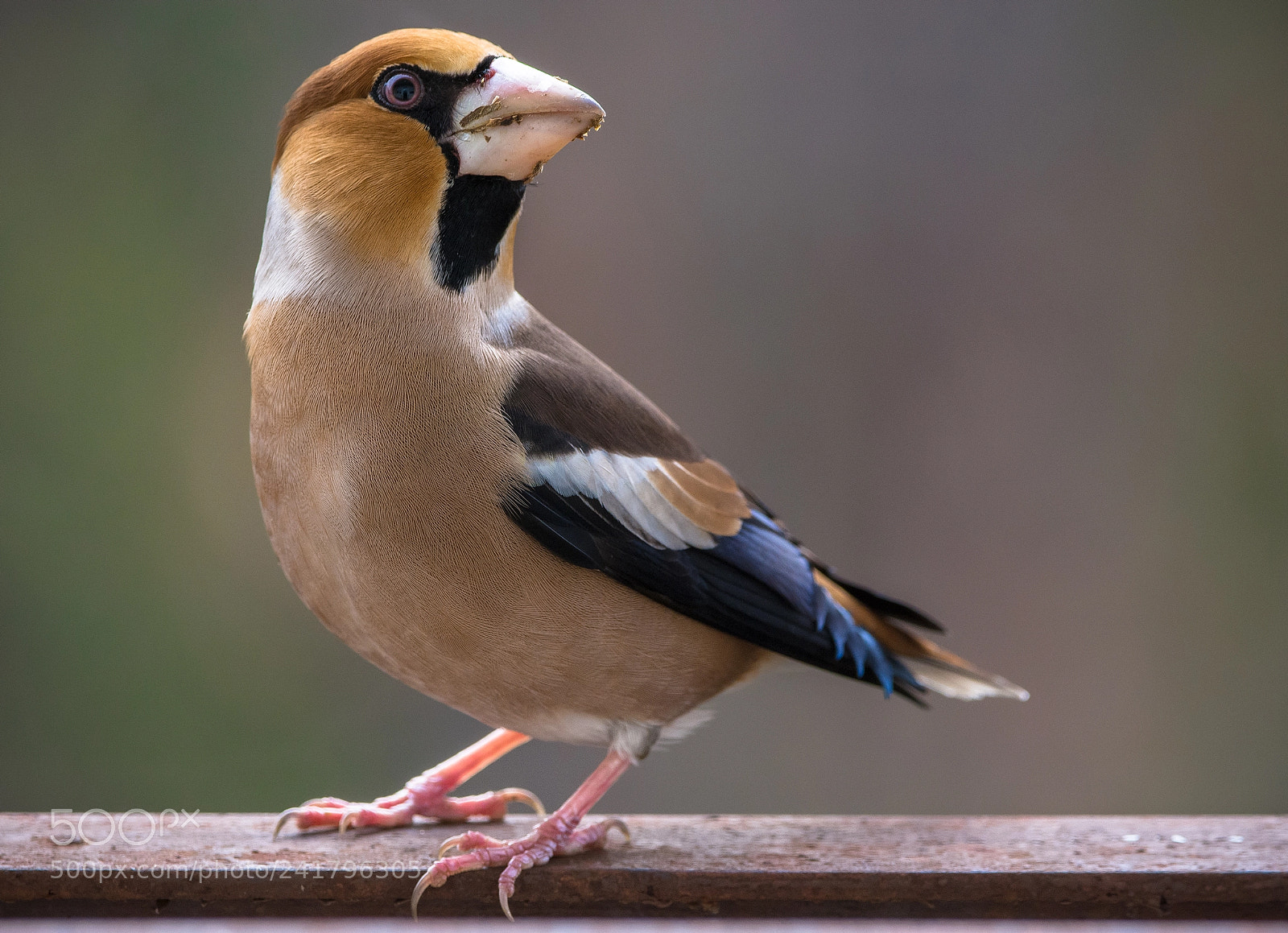Nikon D7100 sample photo. Hawfinch photography