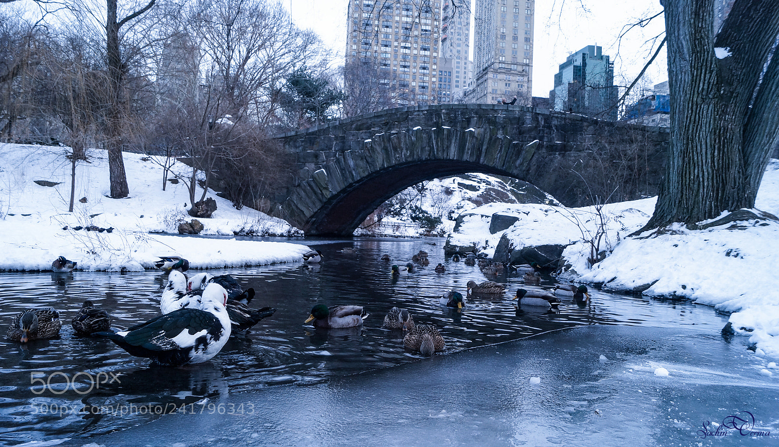 Sony SLT-A57 sample photo. Birds of snow.. central photography
