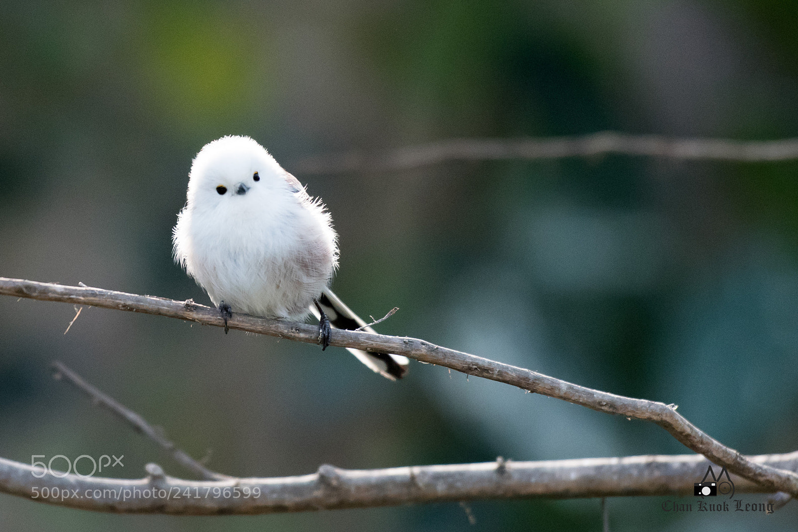 Nikon D500 sample photo. 銀喉長尾山雀 photography