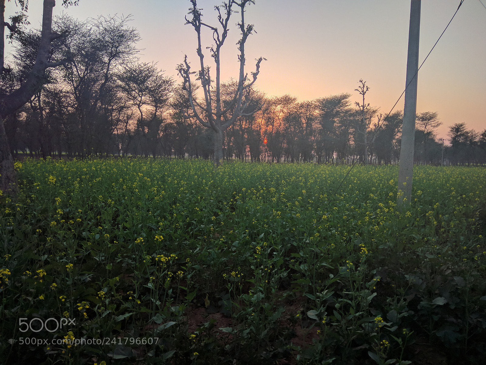 Xiaomi Redmi Note 4 sample photo. Untitled photography