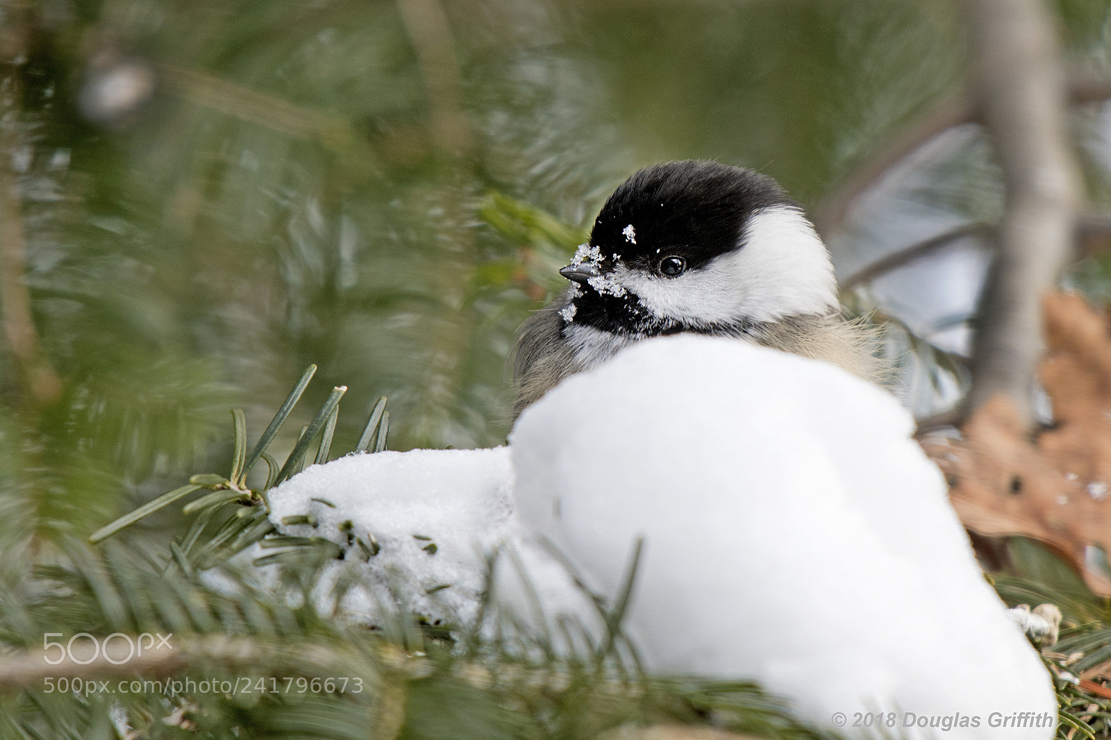 Nikon D500 sample photo. The abominable chickadee photography