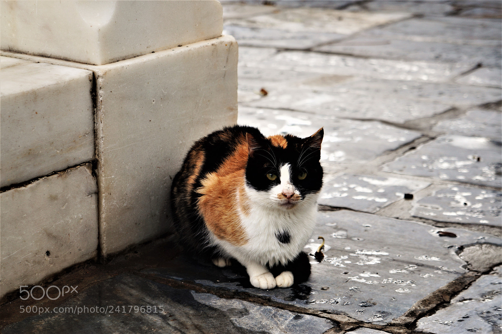 Sony Alpha a3000 sample photo. Cat photography