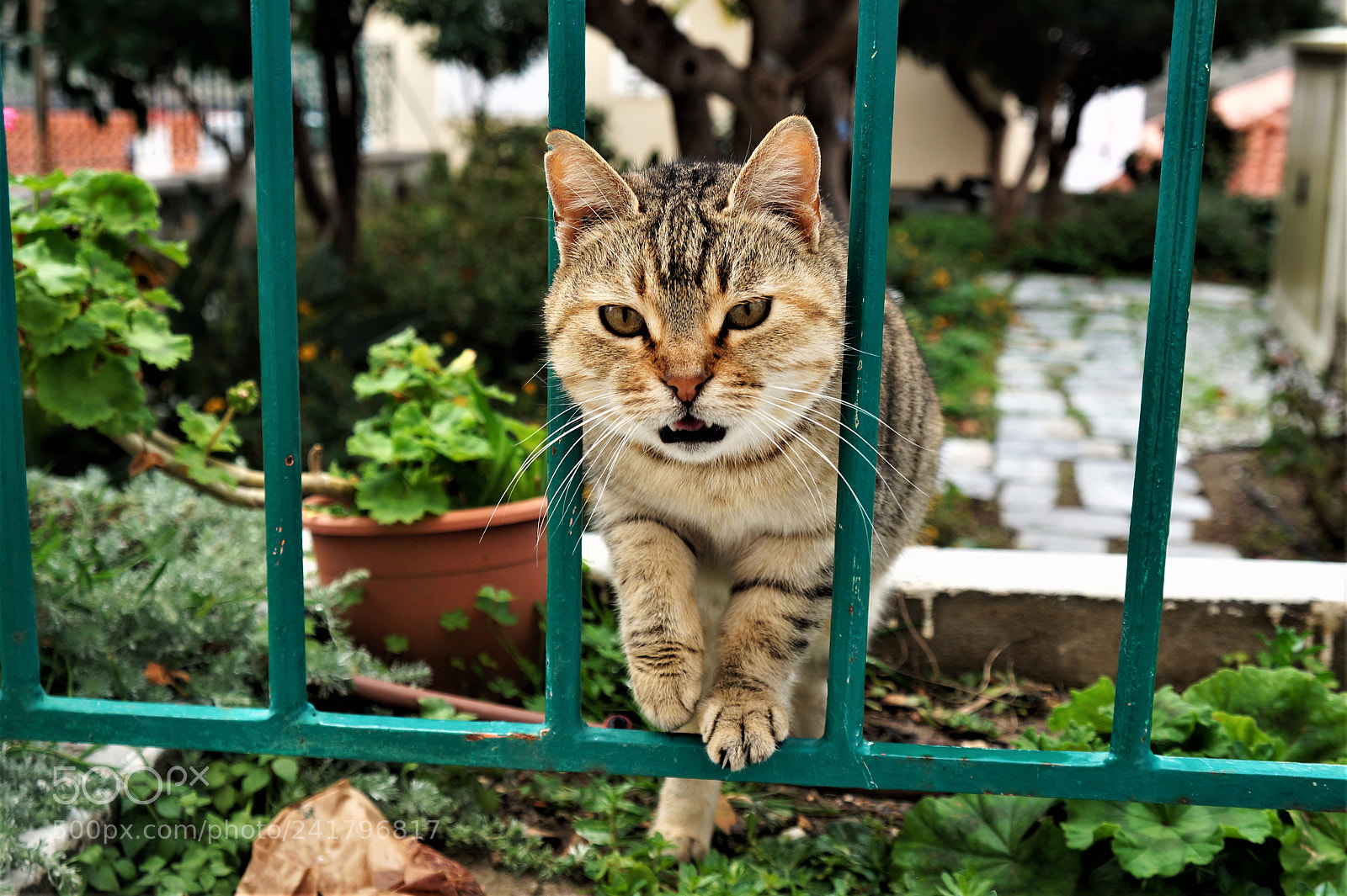 Sony Alpha a3000 sample photo. Cats photography