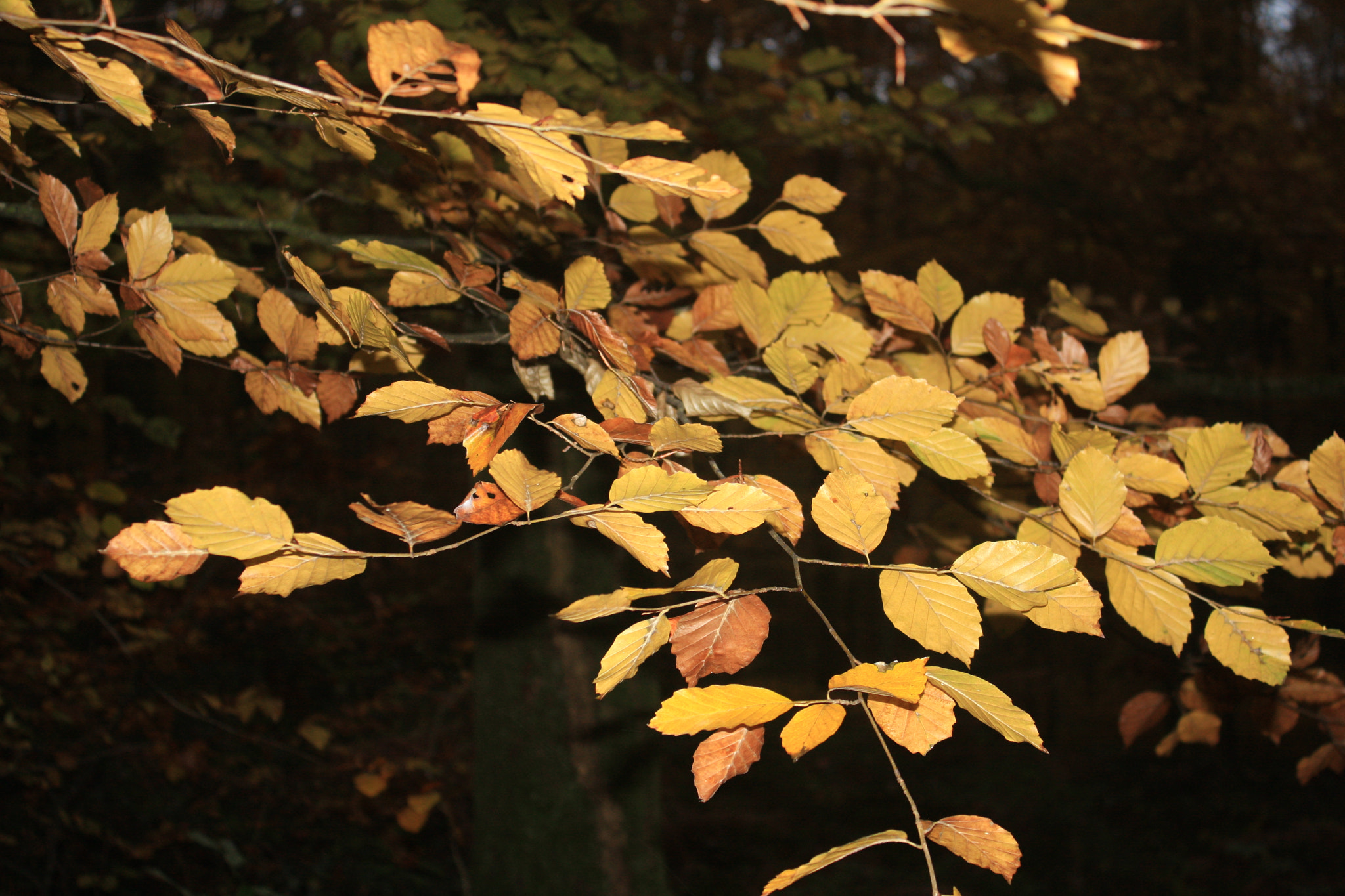 Canon EF-S 18-55mm F3.5-5.6 IS sample photo. Feuilles d'automne hêtre photography