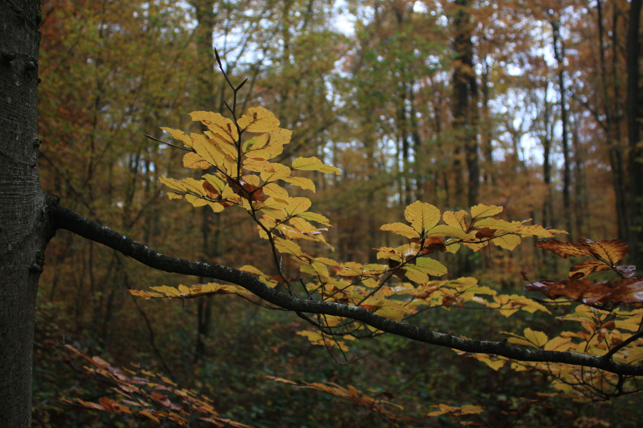 Canon EF-S 18-55mm F3.5-5.6 IS sample photo. Feuilles de hêtre en automne photography