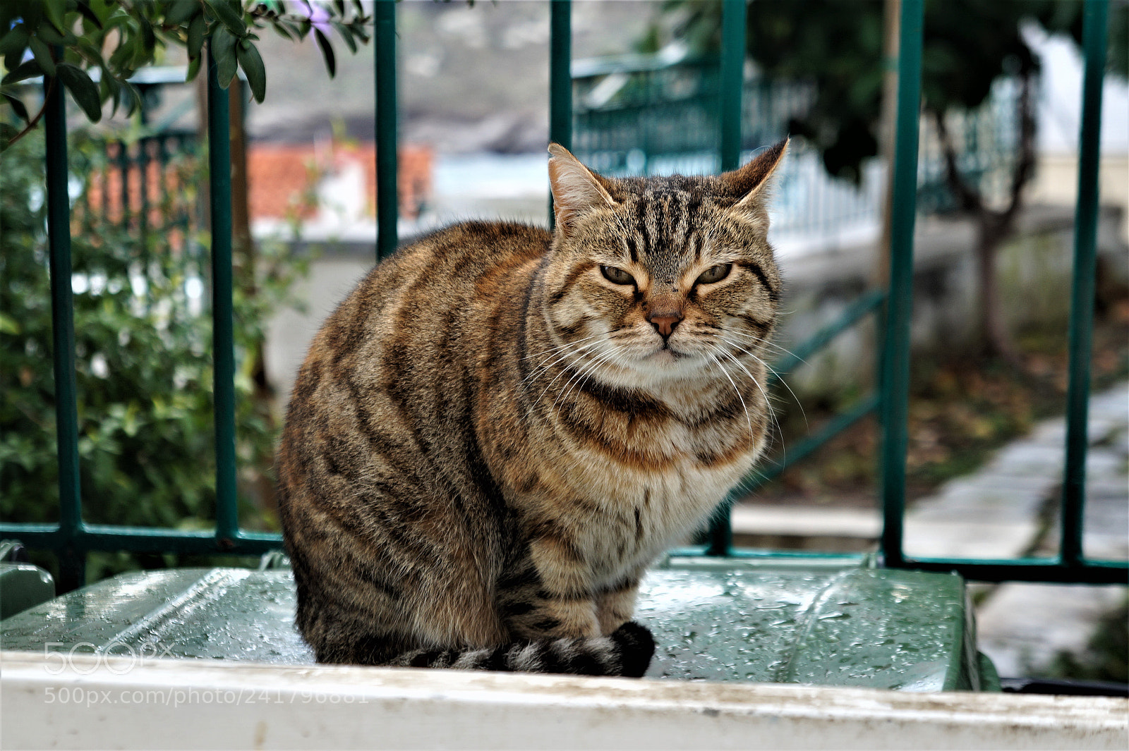 Sony Alpha a3000 sample photo. Cats photography