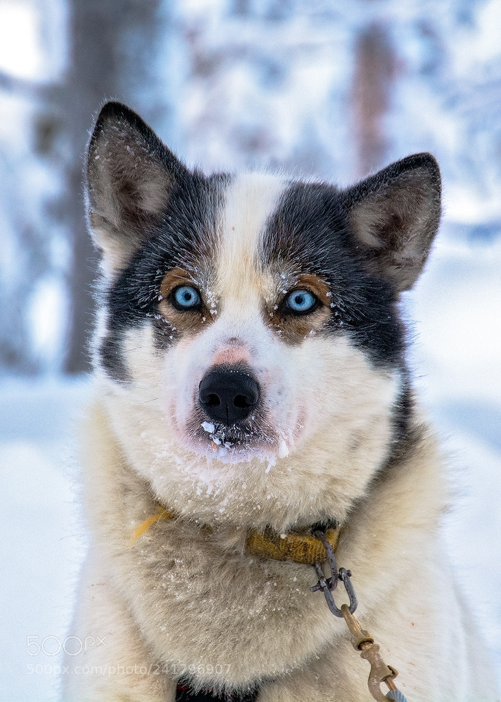 Nikon D7100 sample photo. Cold eyes photography