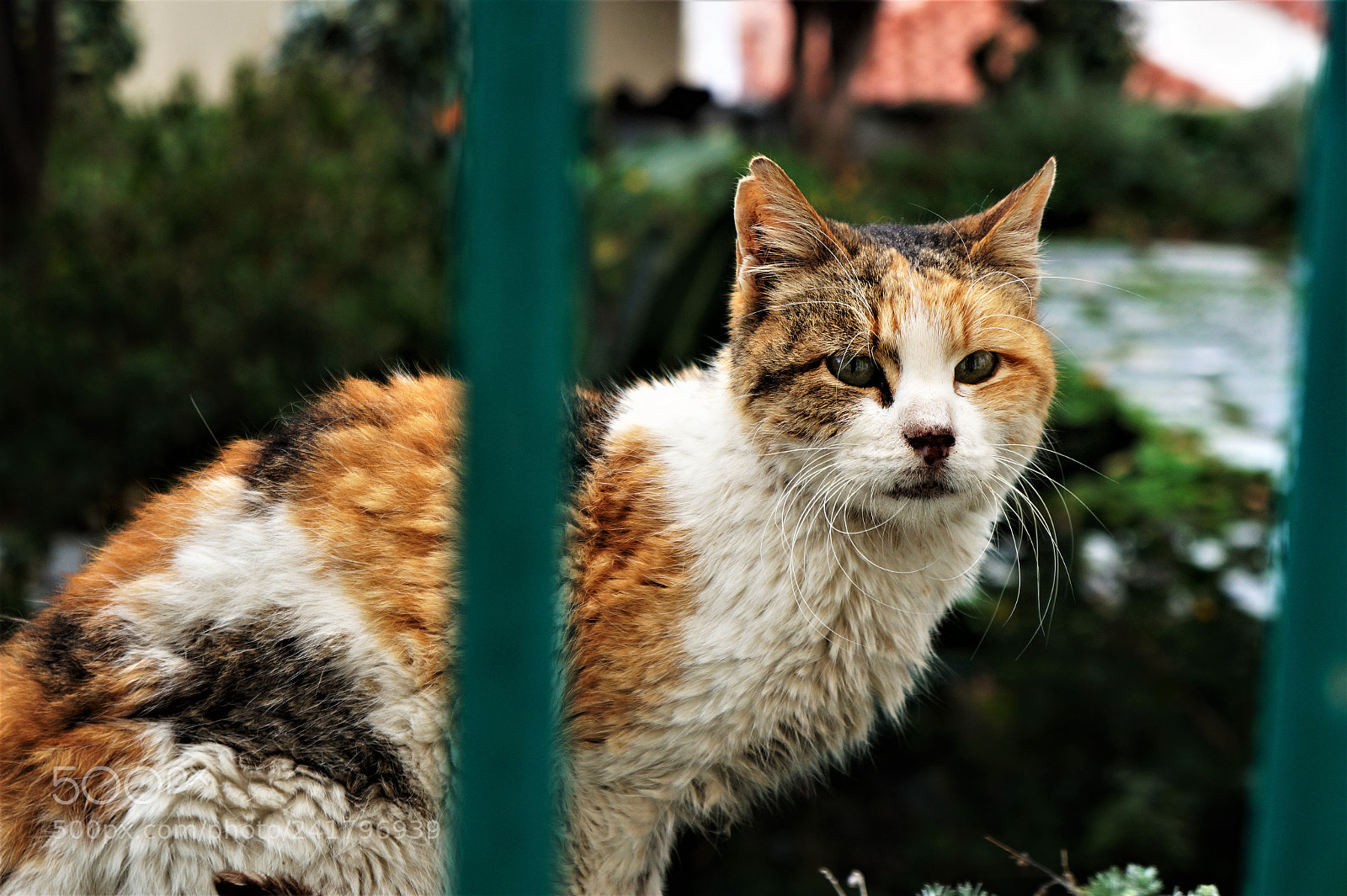 Sony Alpha a3000 sample photo. Cats photography
