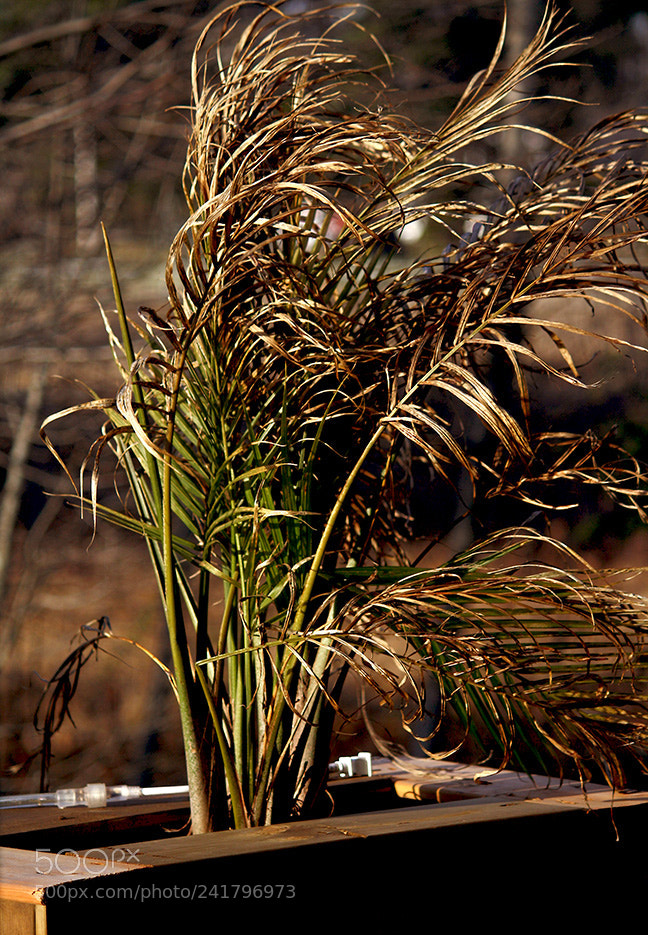 Canon EOS 1000D (EOS Digital Rebel XS / EOS Kiss F) sample photo. Palm tree photography