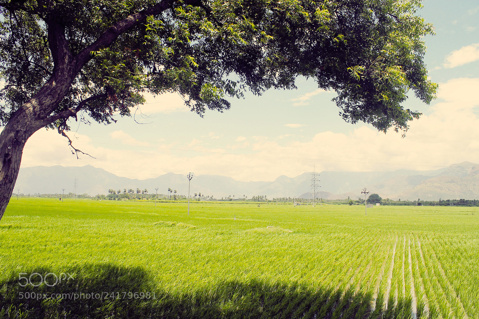 Canon EOS 1100D (EOS Rebel T3 / EOS Kiss X50) sample photo. Paddy fields of tamil photography
