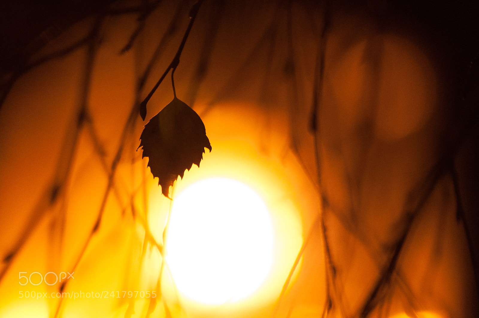Nikon D90 sample photo. одинокий лист на ветру photography