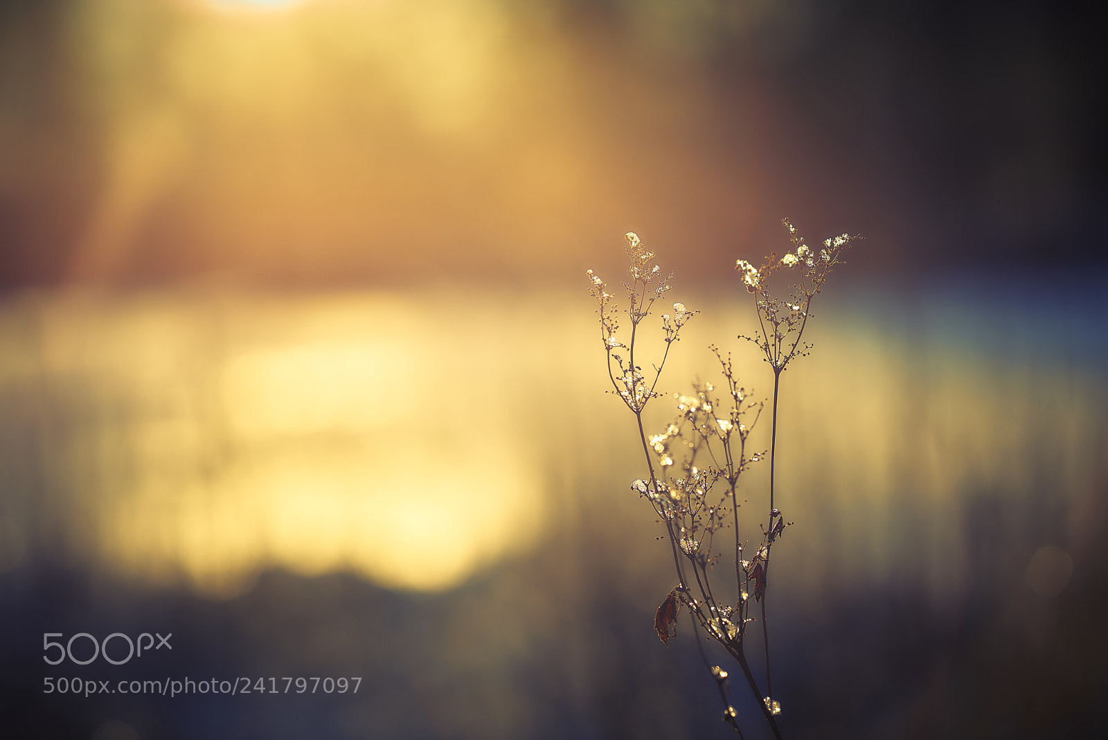 Nikon D800E sample photo. Winter's sunlight photography