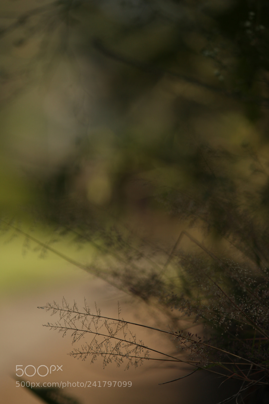 Canon EF-S 55-250mm F4-5.6 IS II sample photo. Fernish#1 photography