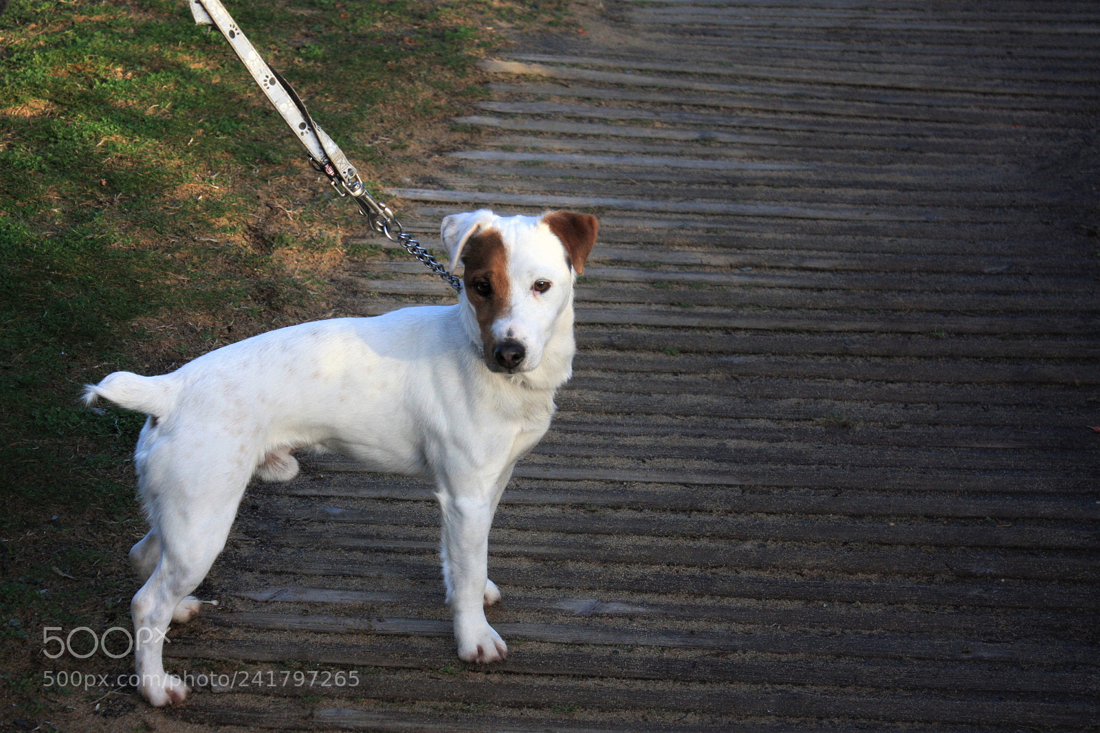 Canon EOS 40D sample photo. Jack russell photography