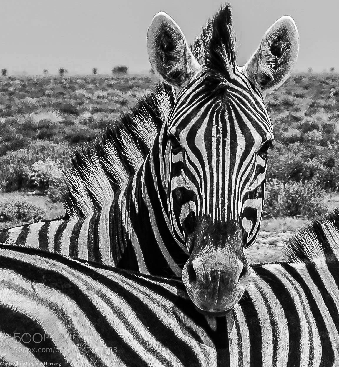 Canon PowerShot G1 X sample photo. B/w zebra photography