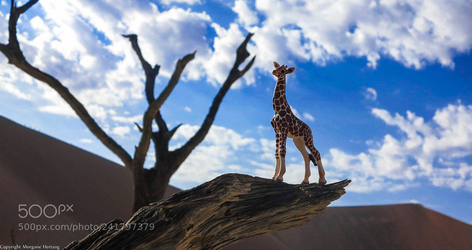 Canon PowerShot G1 X sample photo. Giraffe on tree top photography