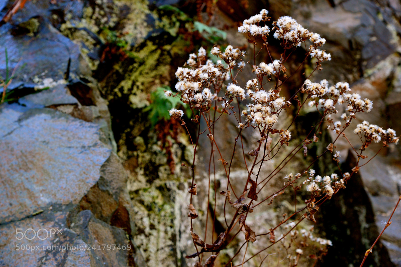 Nikon D600 sample photo. Waiting for spring photography