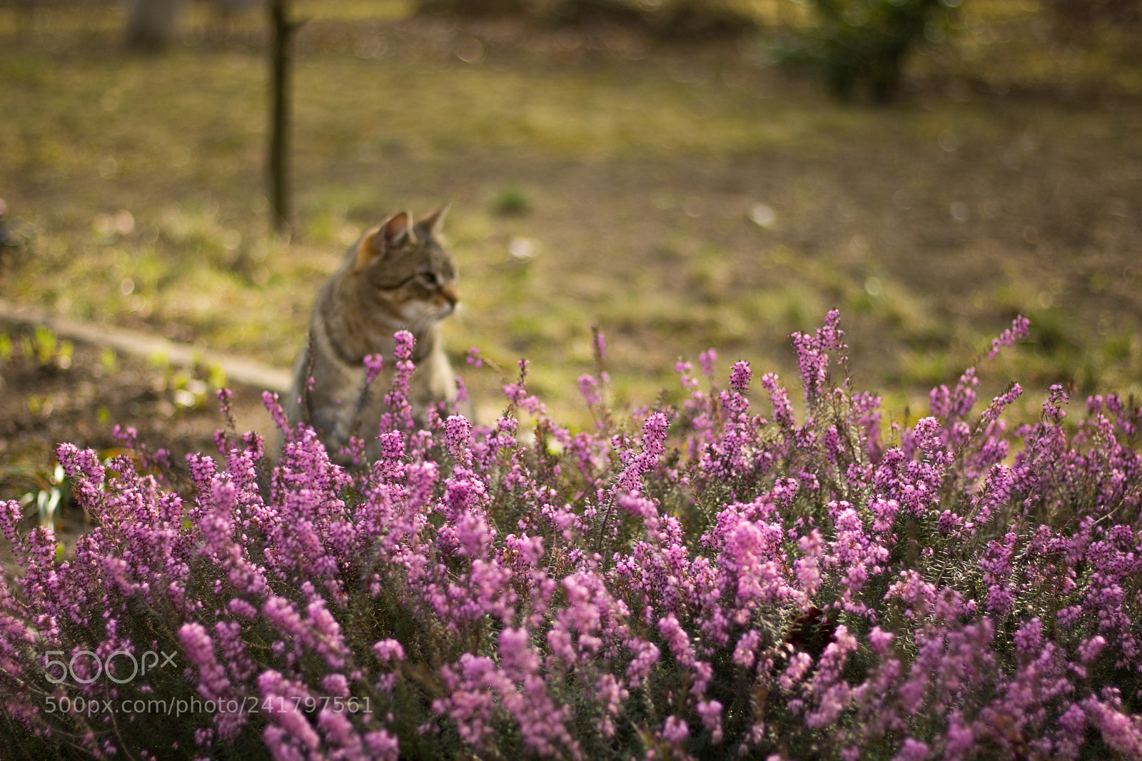 Canon EOS 750D (EOS Rebel T6i / EOS Kiss X8i) sample photo. Cat in the garden photography