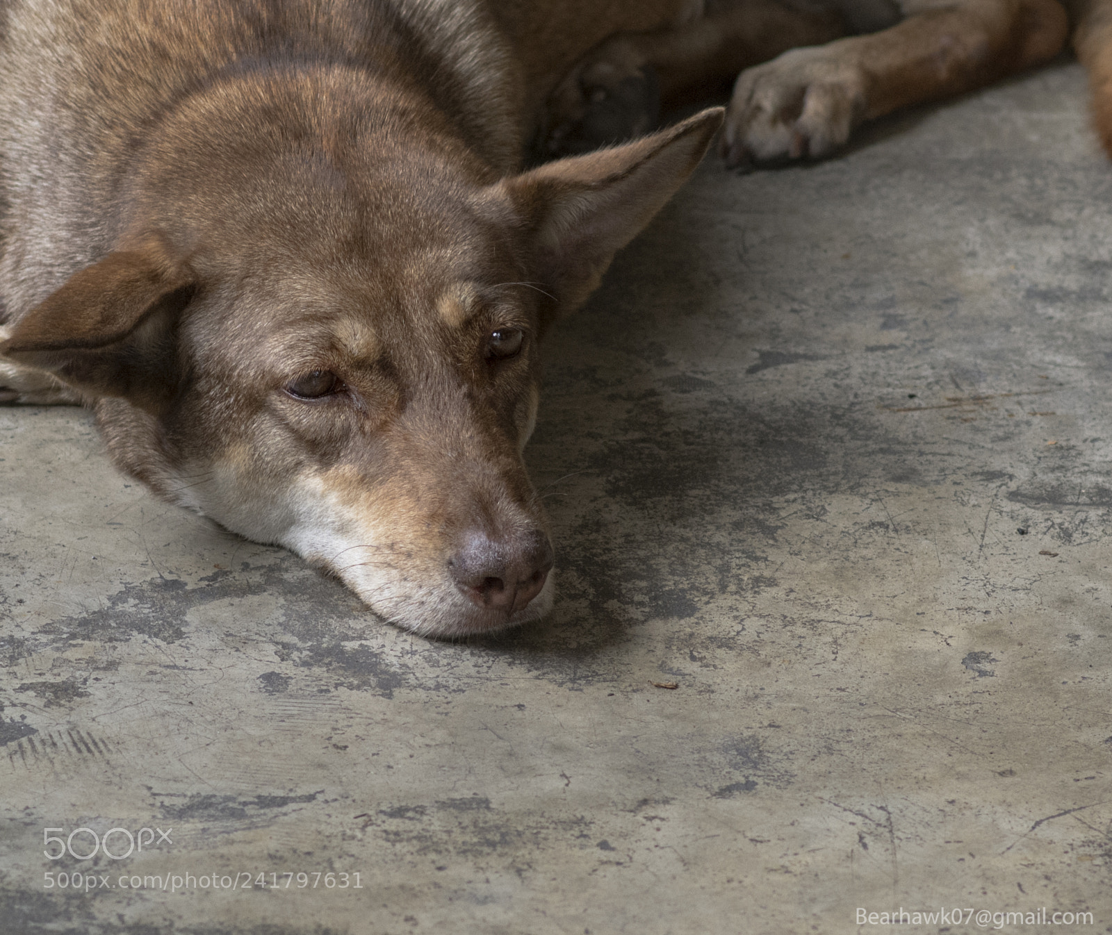 Nikon D7200 sample photo. 254.jpg photography