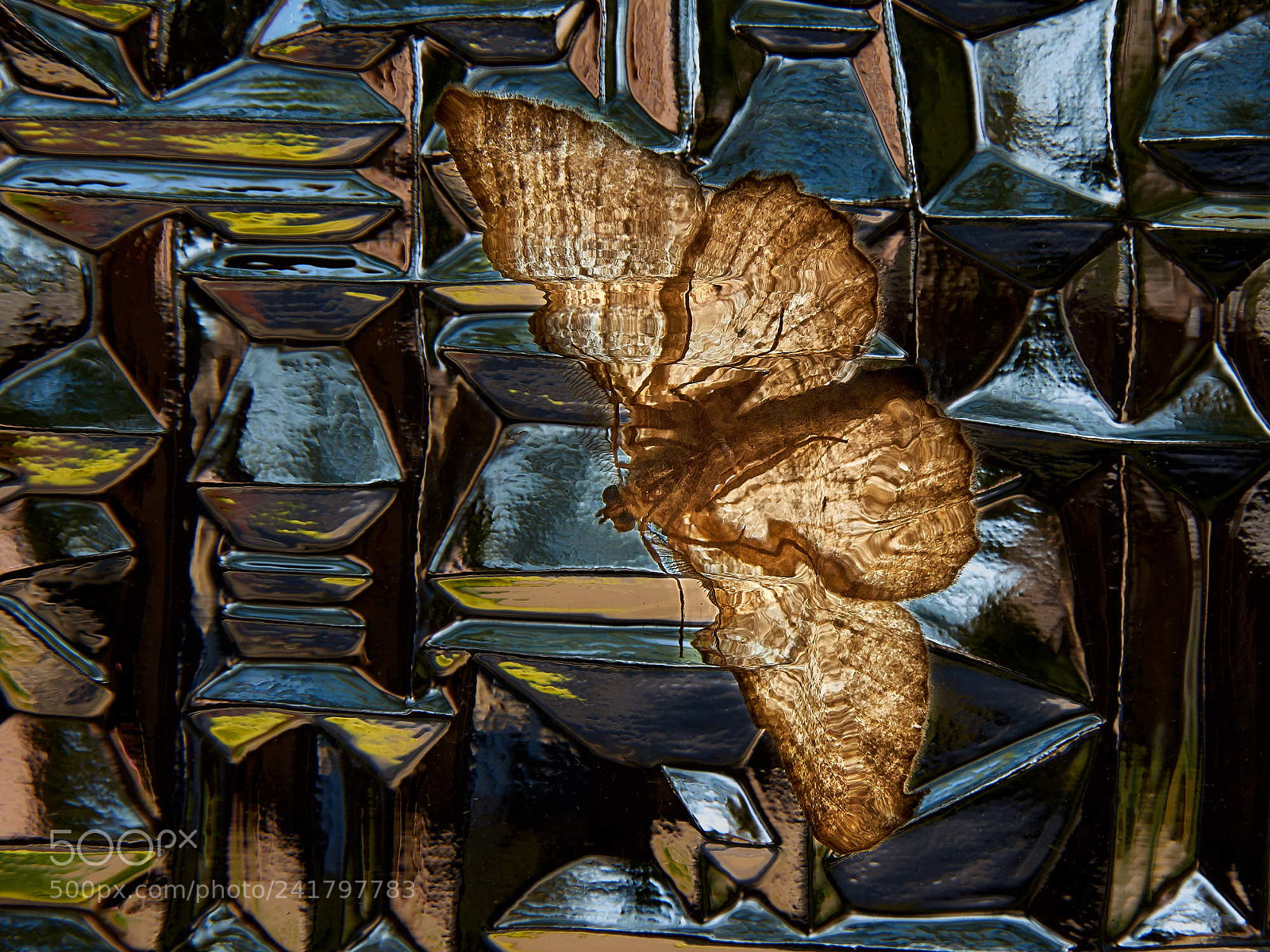 Sony SLT-A65 (SLT-A65V) sample photo. Moth behind a structured photography