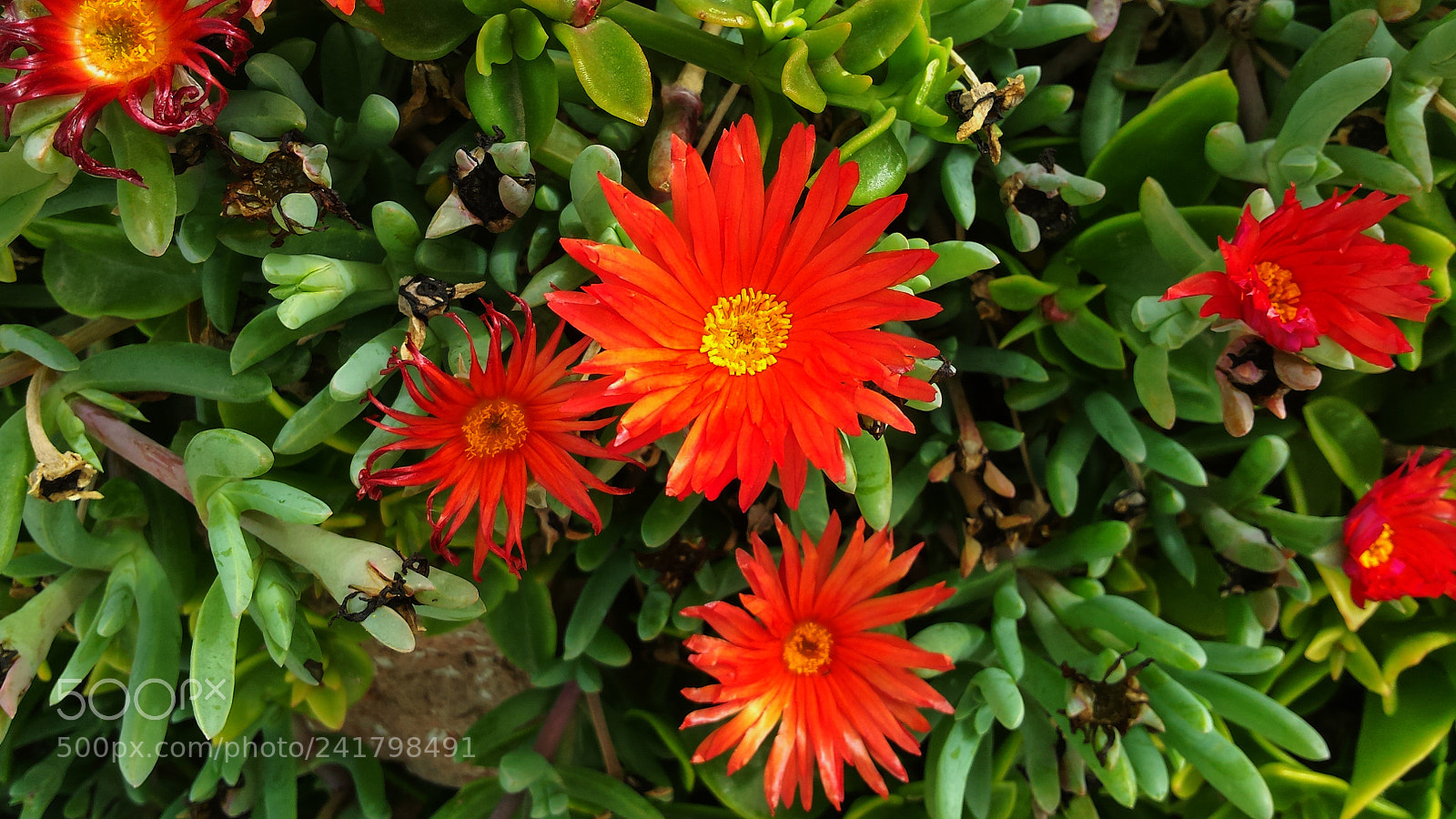 Samsung Galaxy S4 sample photo. Grasse photography