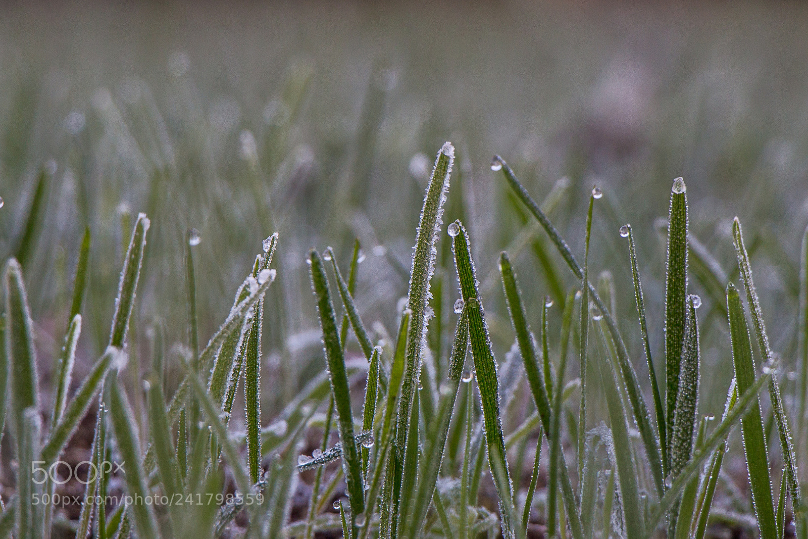 Canon EOS 650D (EOS Rebel T4i / EOS Kiss X6i) sample photo. Grass photography