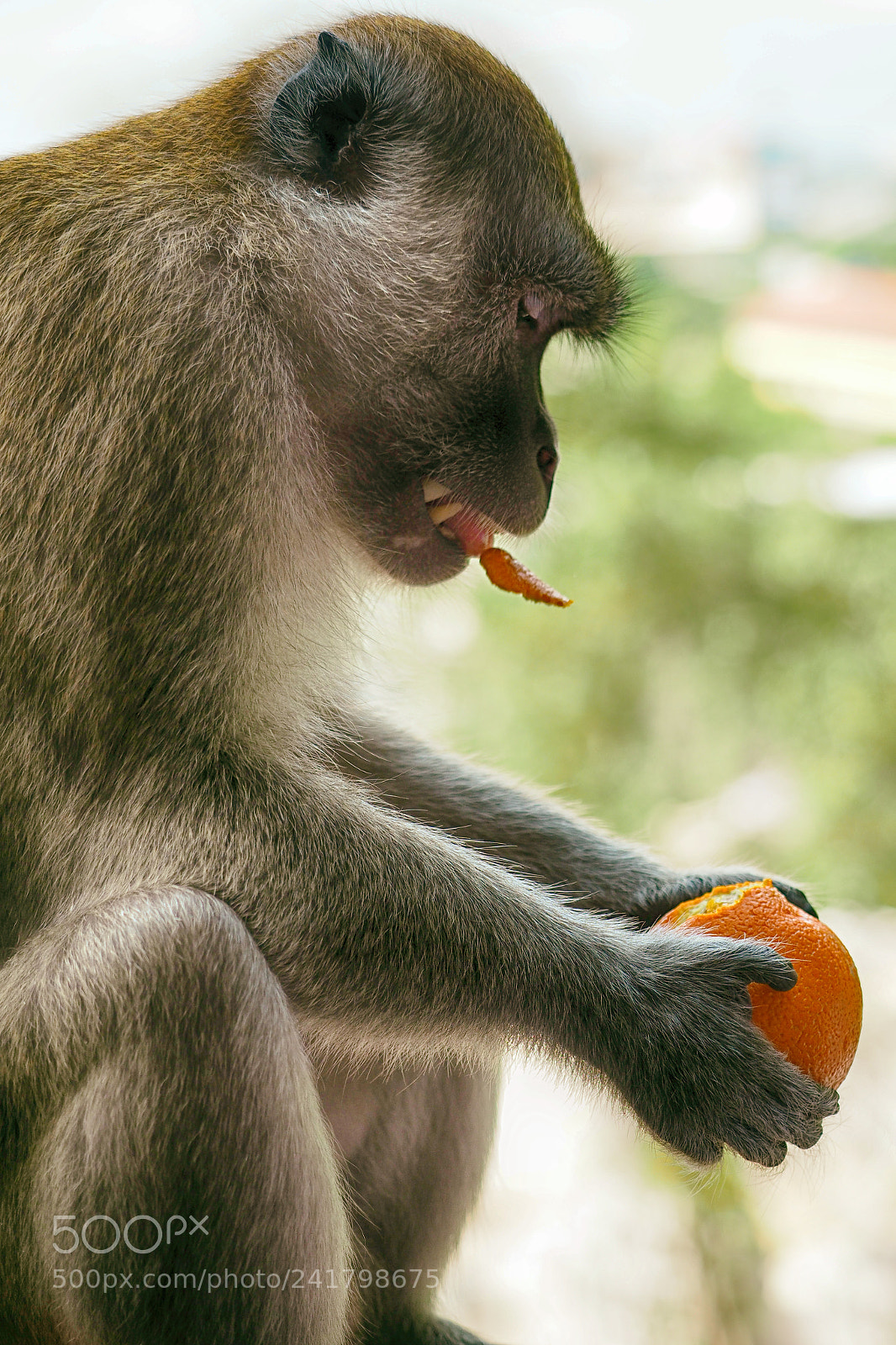 Olympus OM-D E-M1 Mark II sample photo. Monkey at batu caves photography