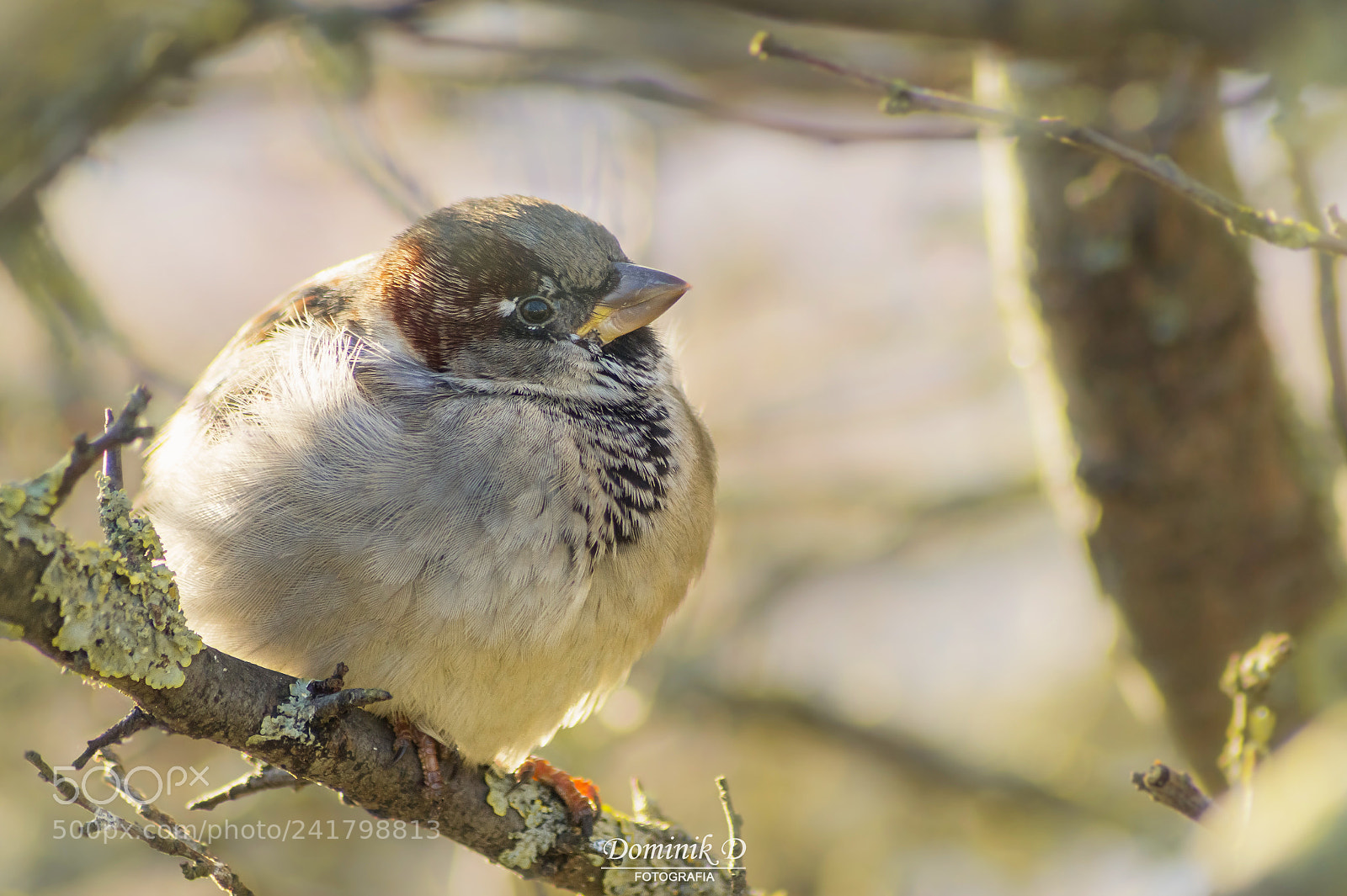 Sony SLT-A58 sample photo. Sparrow photography