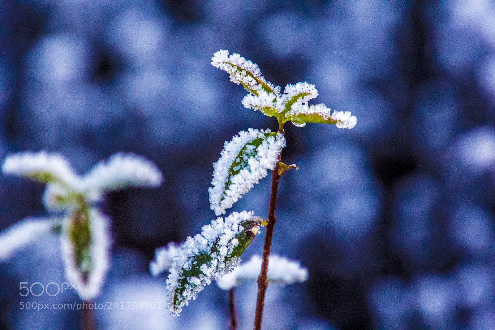 Canon EOS 60D sample photo. Winter photography