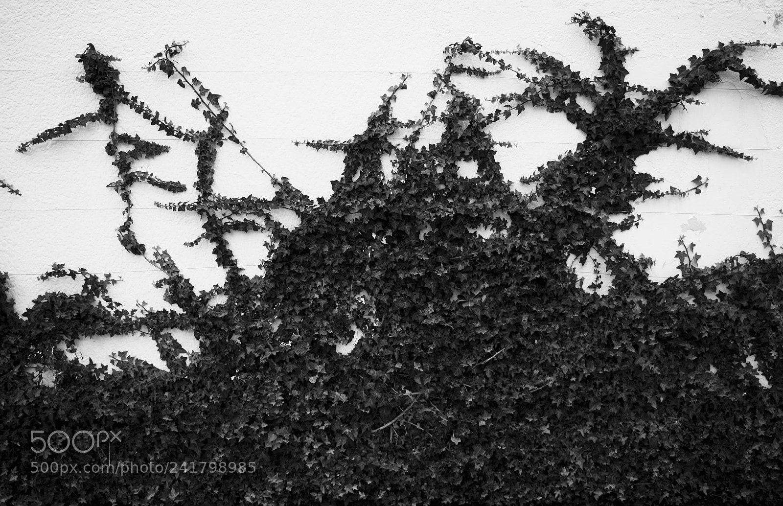 Nikon D3400 sample photo. Black&wall photography
