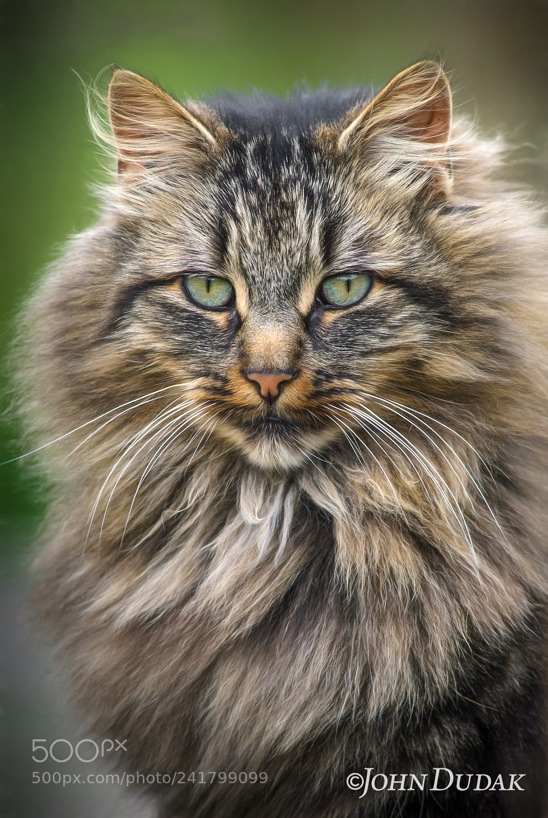 Nikon D200 sample photo. Fiesty's gaze photography