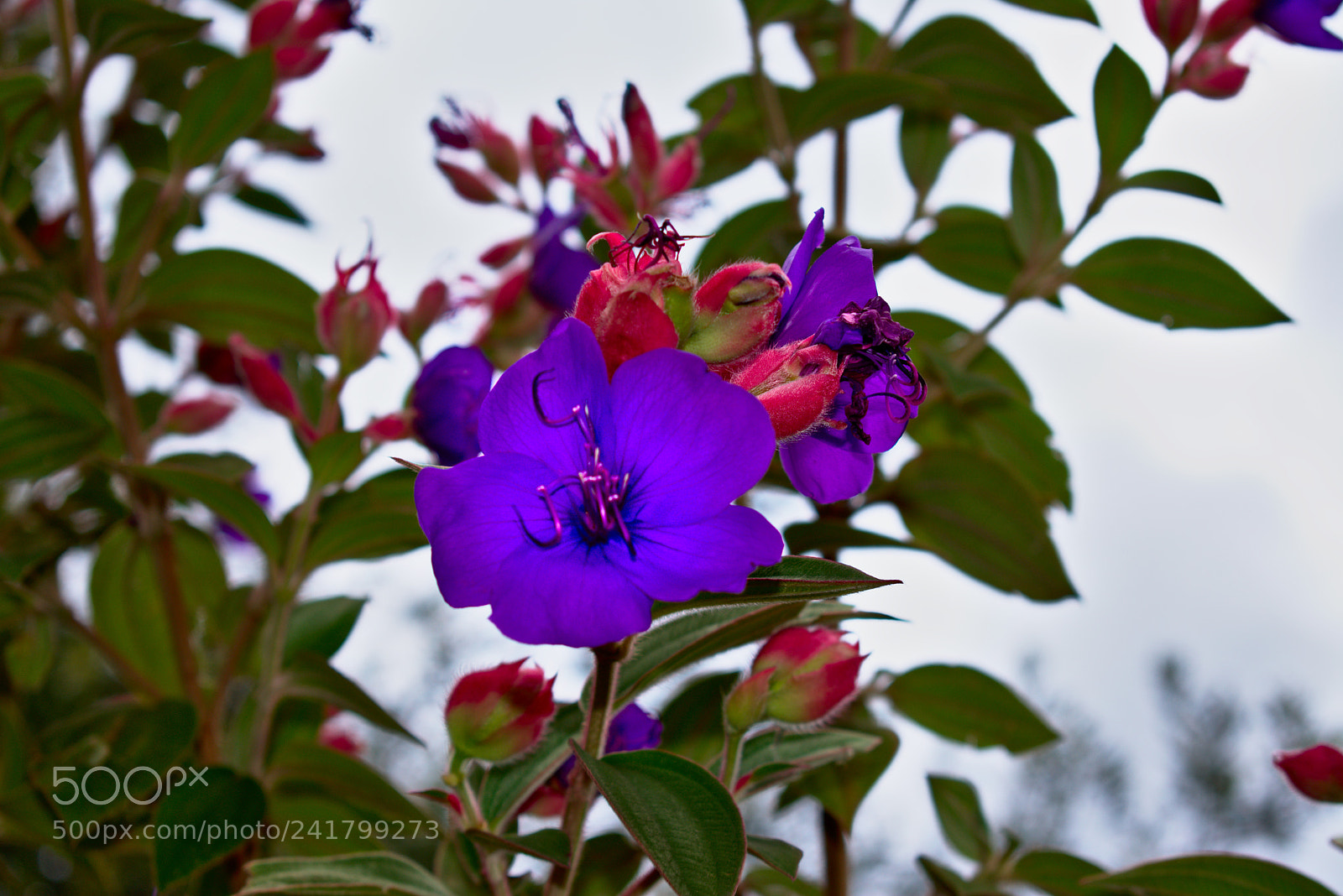 Nikon D3400 sample photo. Purpless photography