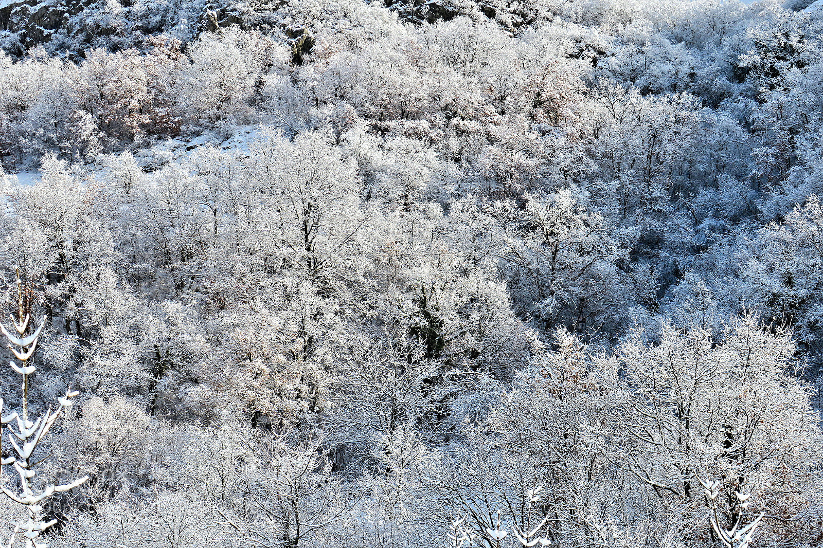 Canon PowerShot G3 X sample photo. Snow in the forest photography