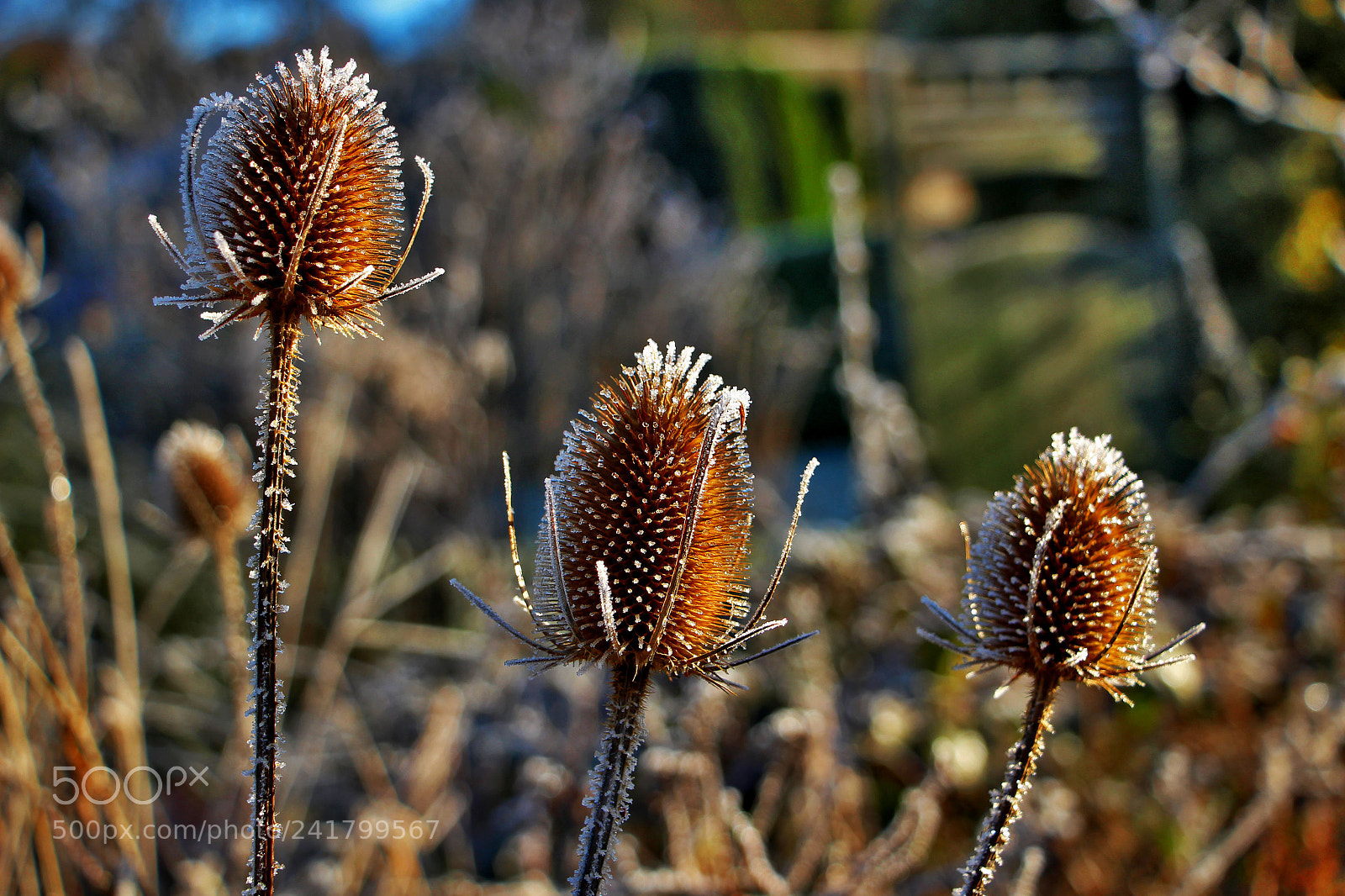 Canon EOS 100D (EOS Rebel SL1 / EOS Kiss X7) sample photo. Hoar frost covered teasels photography