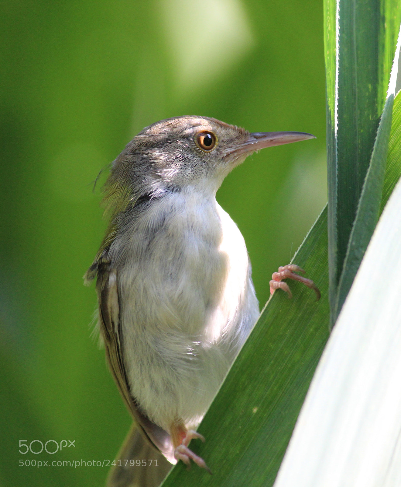 Canon EF-S 55-250mm F4-5.6 IS II sample photo. Pokhi photography