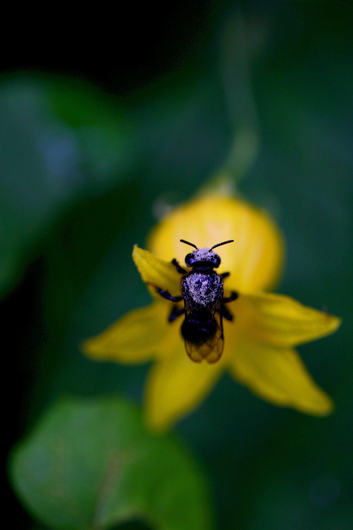 Canon EF 100mm F2.8L Macro IS USM sample photo. Take a nap photography
