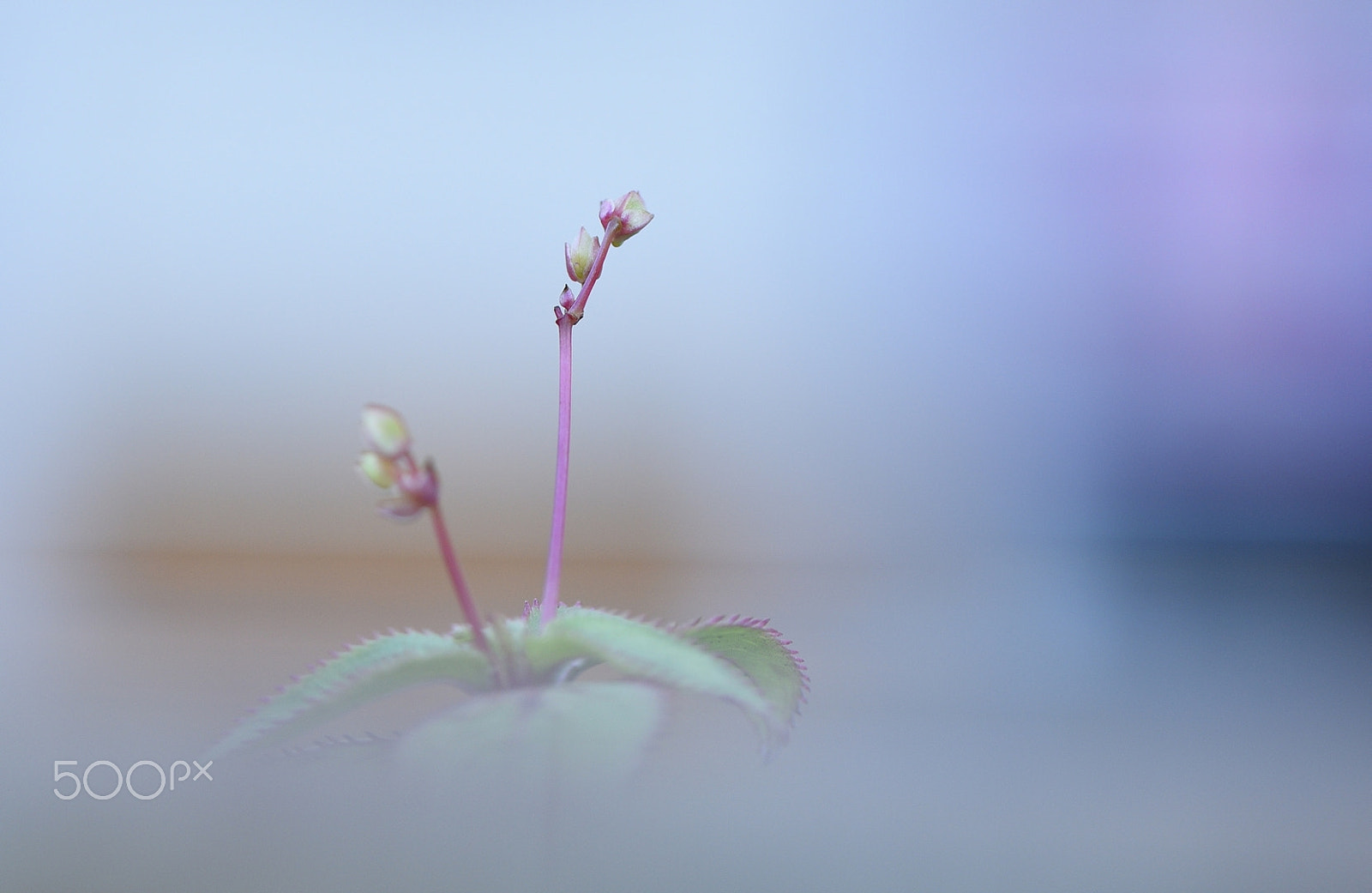 Nikon AF-S Micro-Nikkor 105mm F2.8G IF-ED VR sample photo. Petite fleur hivernale / little winter flower photography